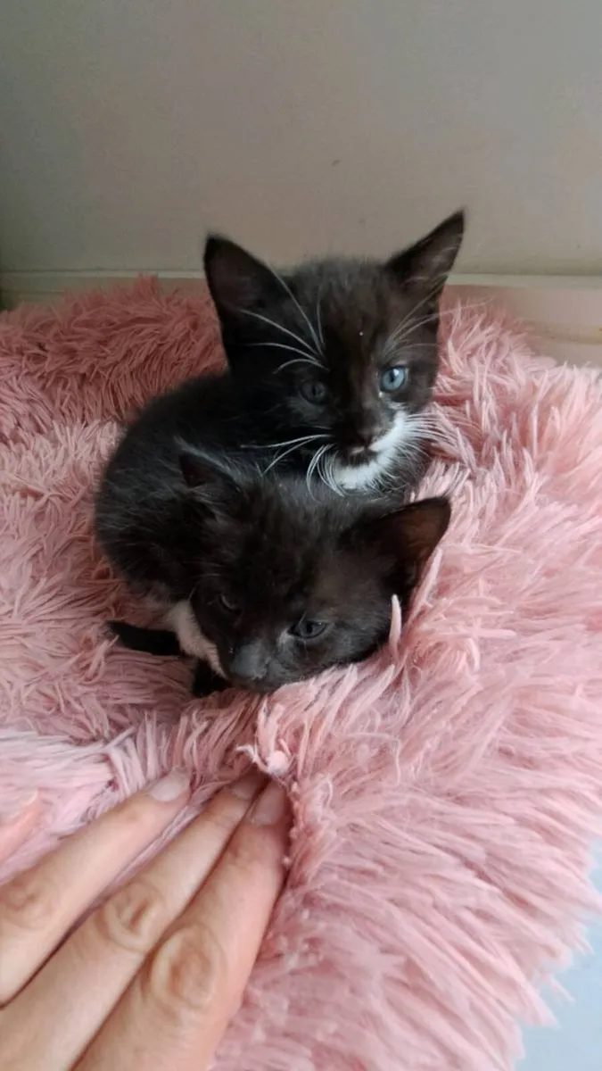 Kittens - Image 1