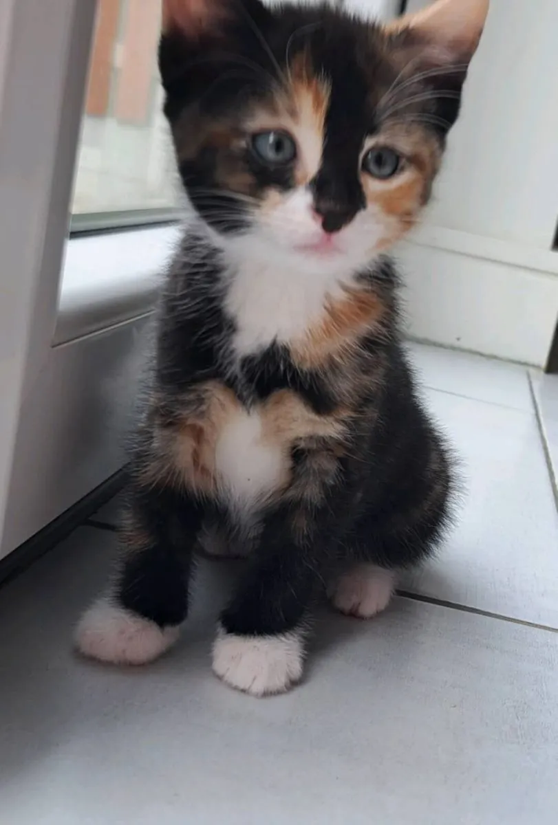 Kittens - Image 4