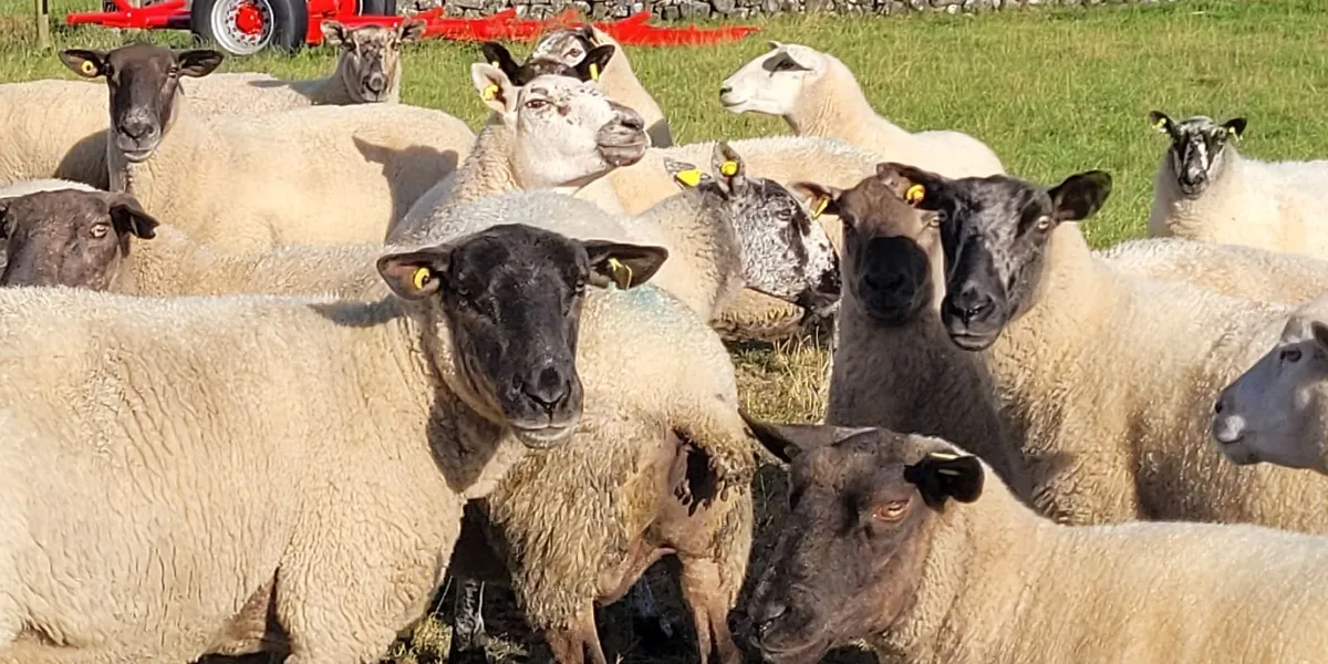 Cracking 2nd Crop Ewes Roscommon Mart Sat 08-08 - Image 2