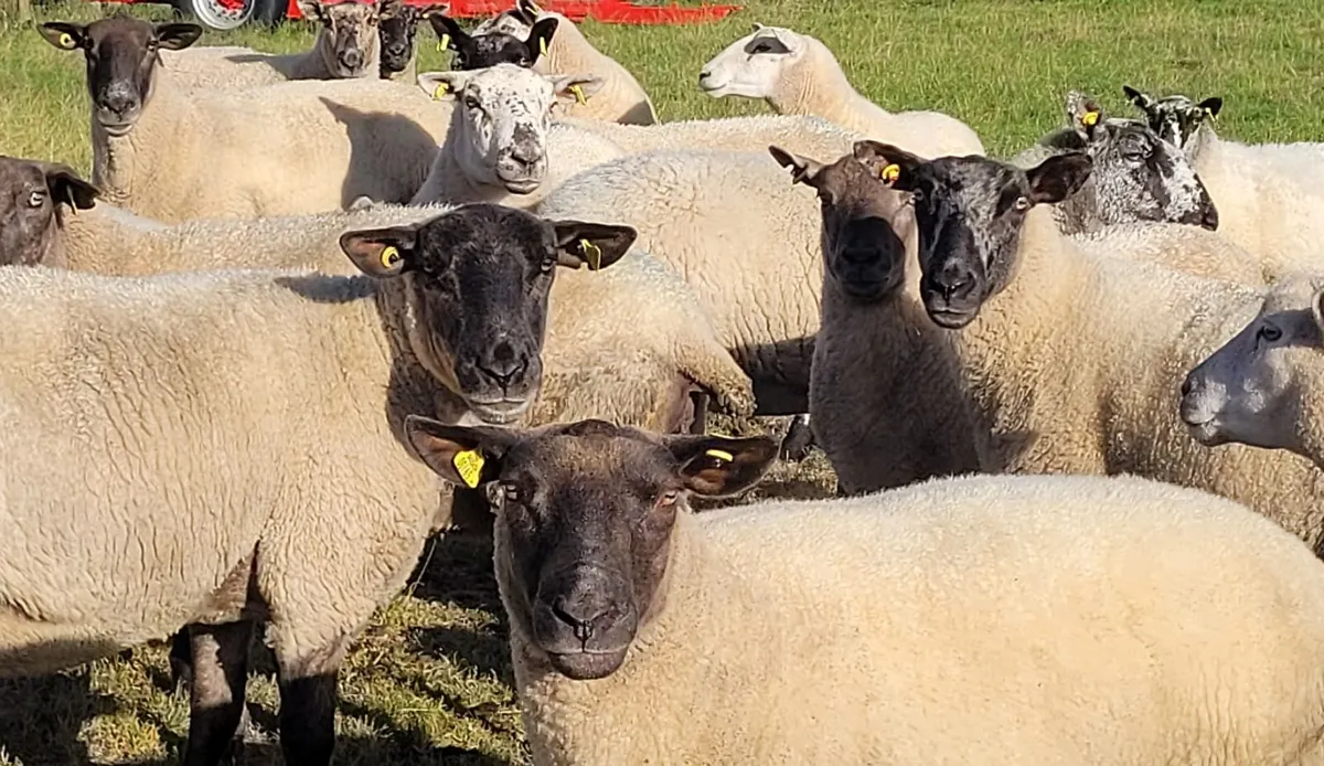 Cracking 2nd Crop Ewes Roscommon Mart Sat 08-08 - Image 1