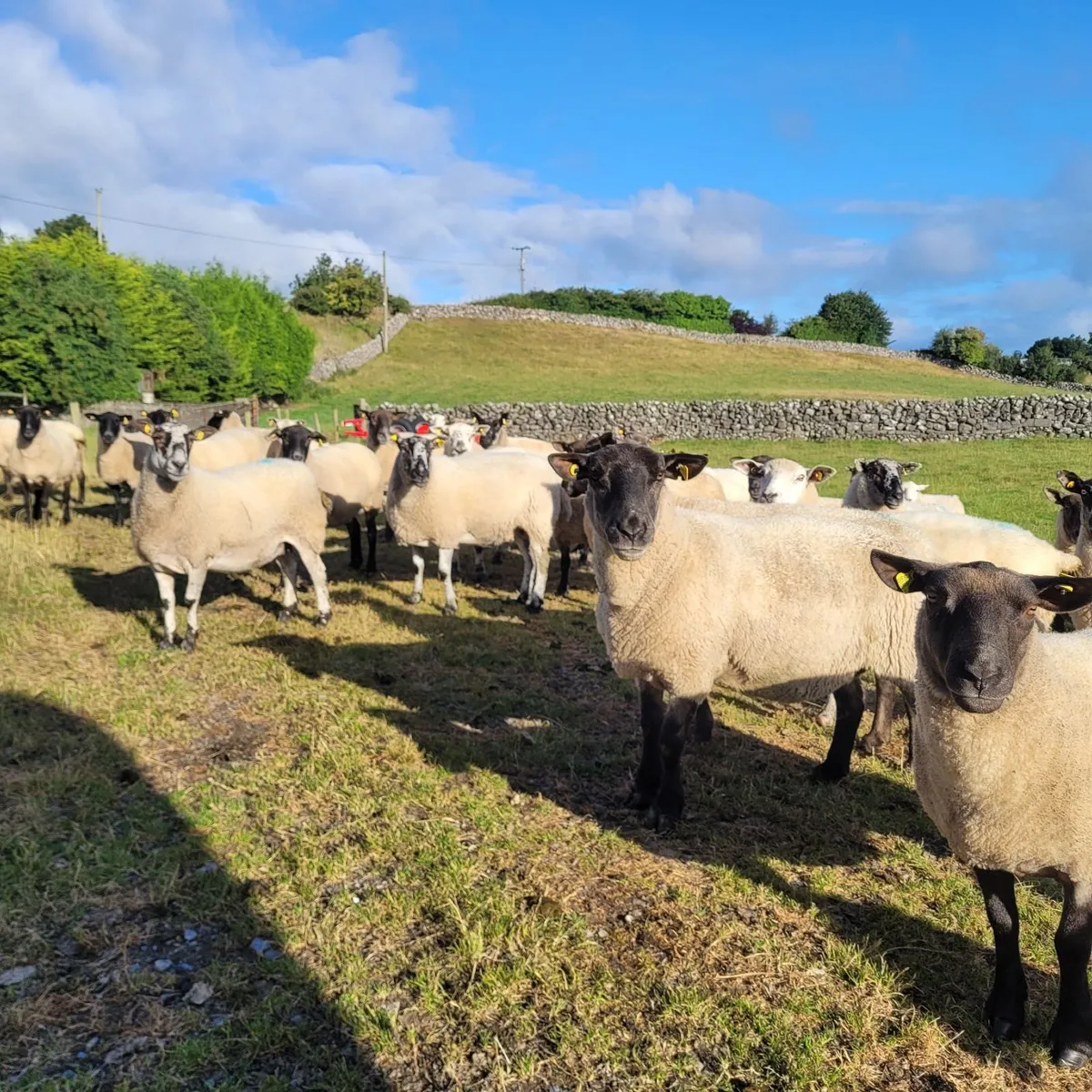 Cracking 2nd Crop Ewes Roscommon Mart Sat 08-08 - Image 3
