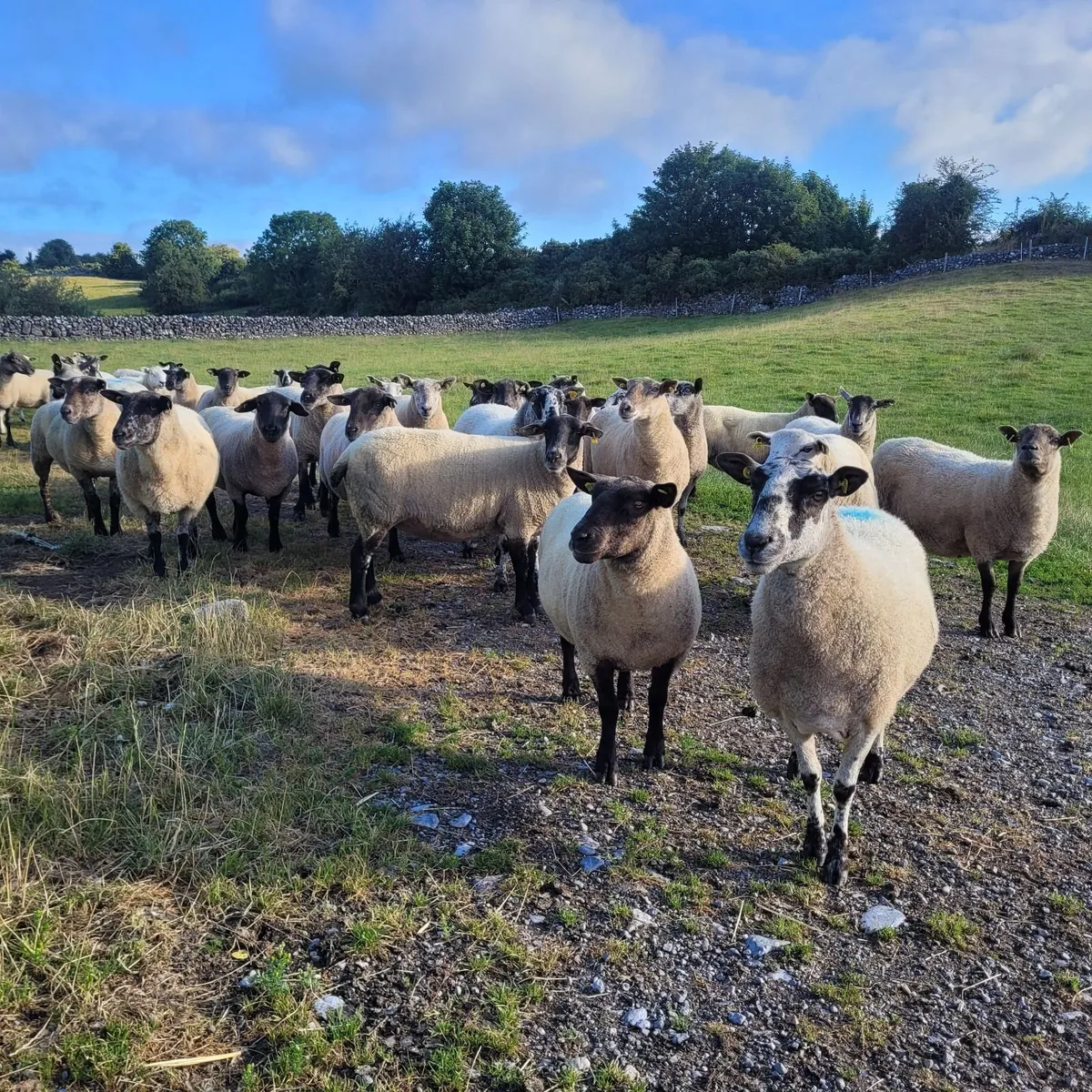 Cracking 2nd Crop Ewes Roscommon Mart Sat 08-08 - Image 4