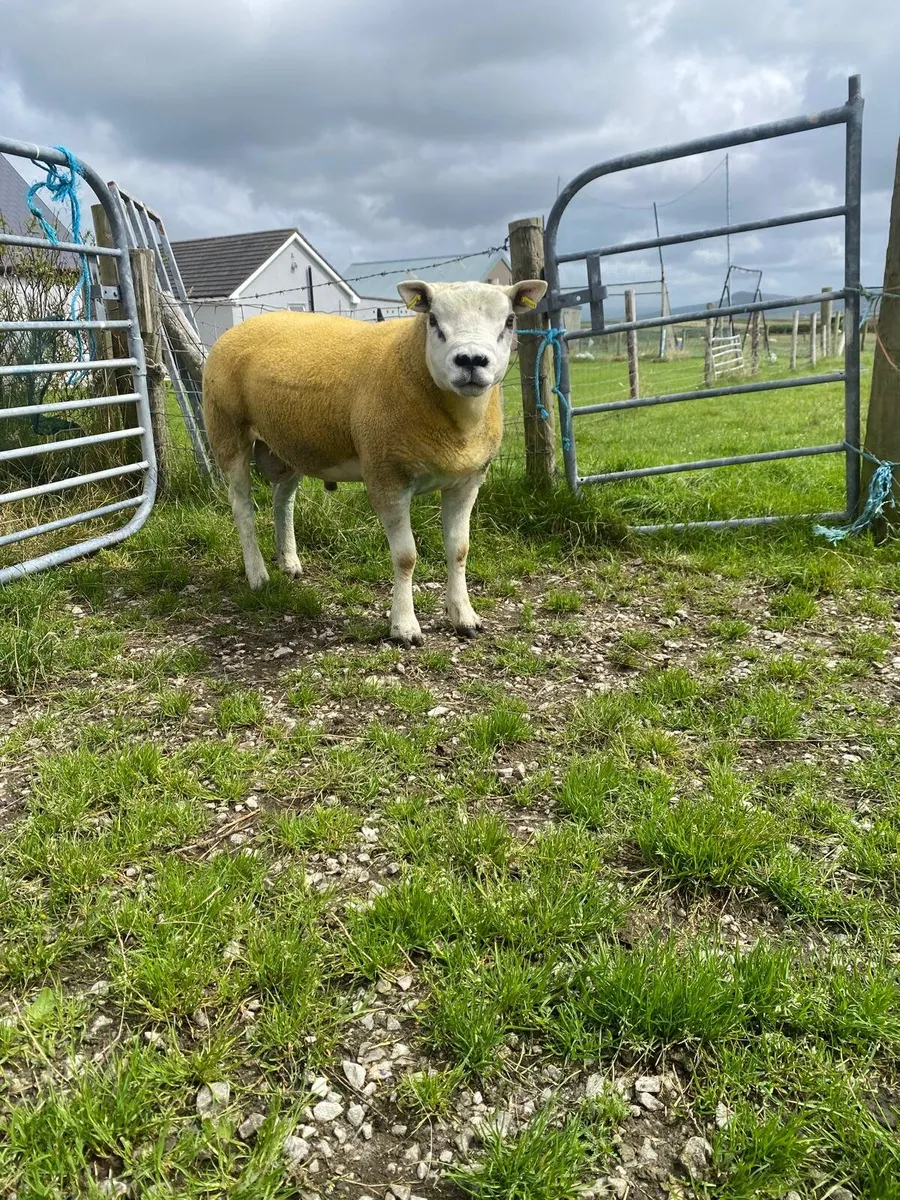 Pedigree non registered texel hogget ram🔥🔥 - Image 1