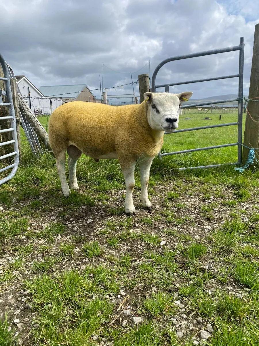 Pedigree non registered texel hogget ram🔥🔥 - Image 2