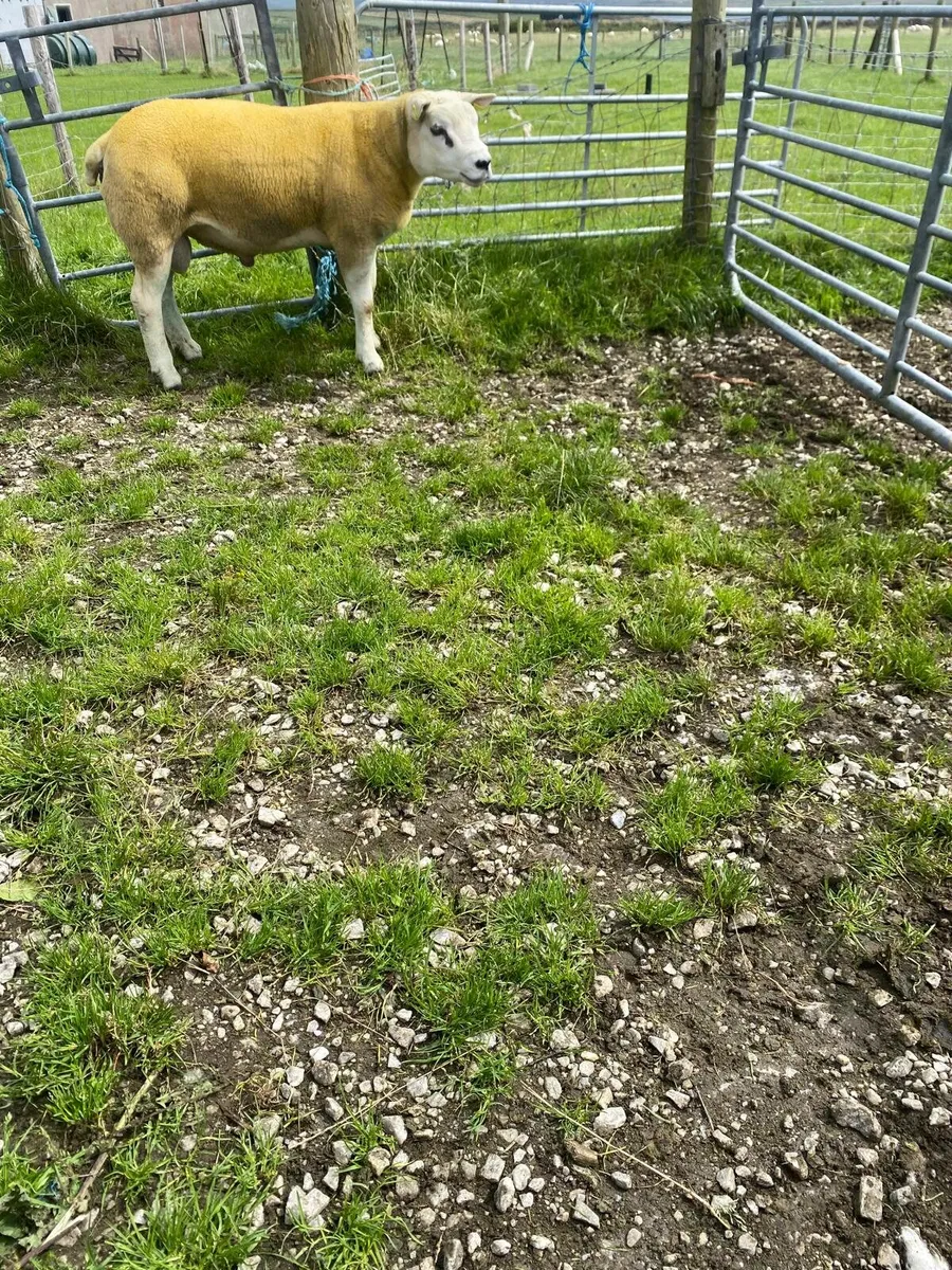 Pedigree non registered texel hogget ram🔥🔥 - Image 4