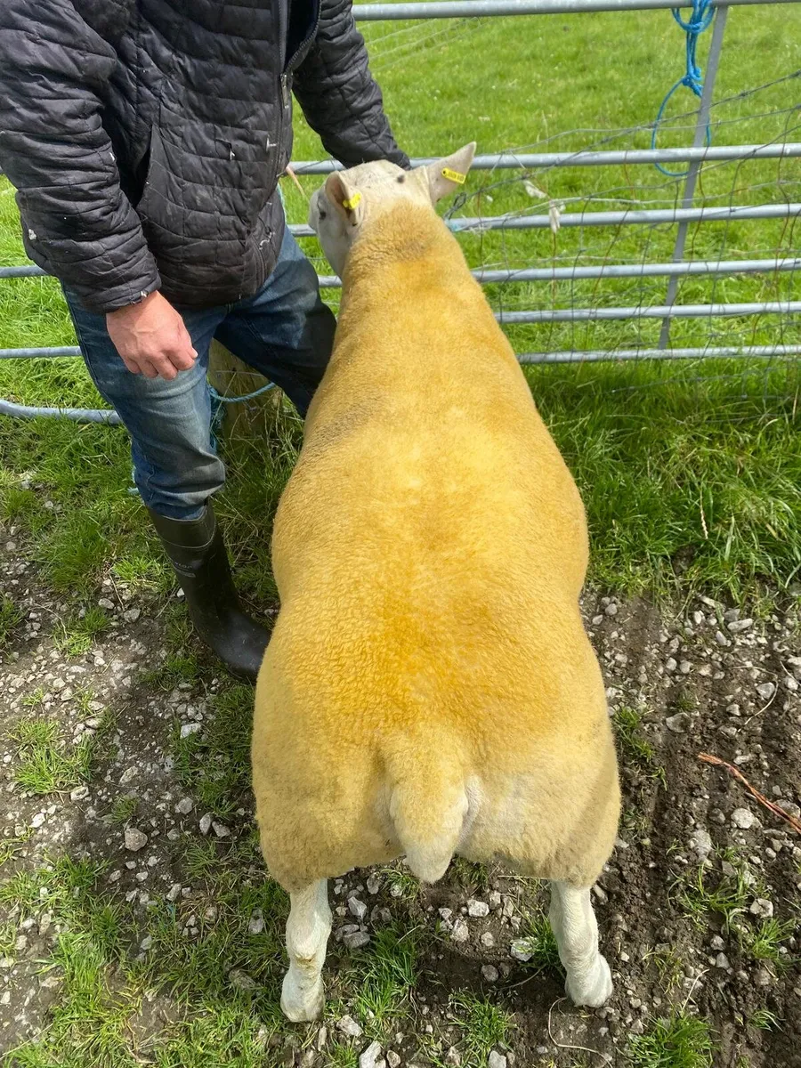 Pedigree non registered texel hogget ram🔥🔥 - Image 3