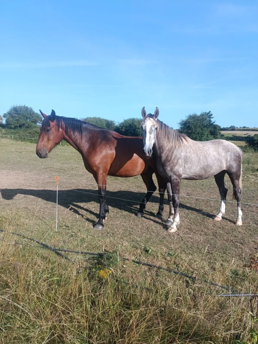 Horse - Image 2