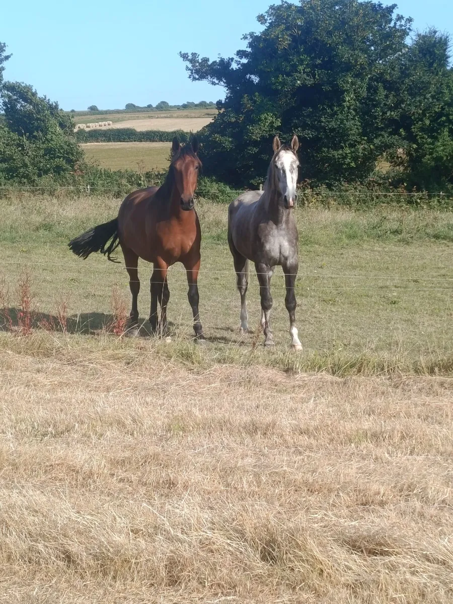Horse - Image 3