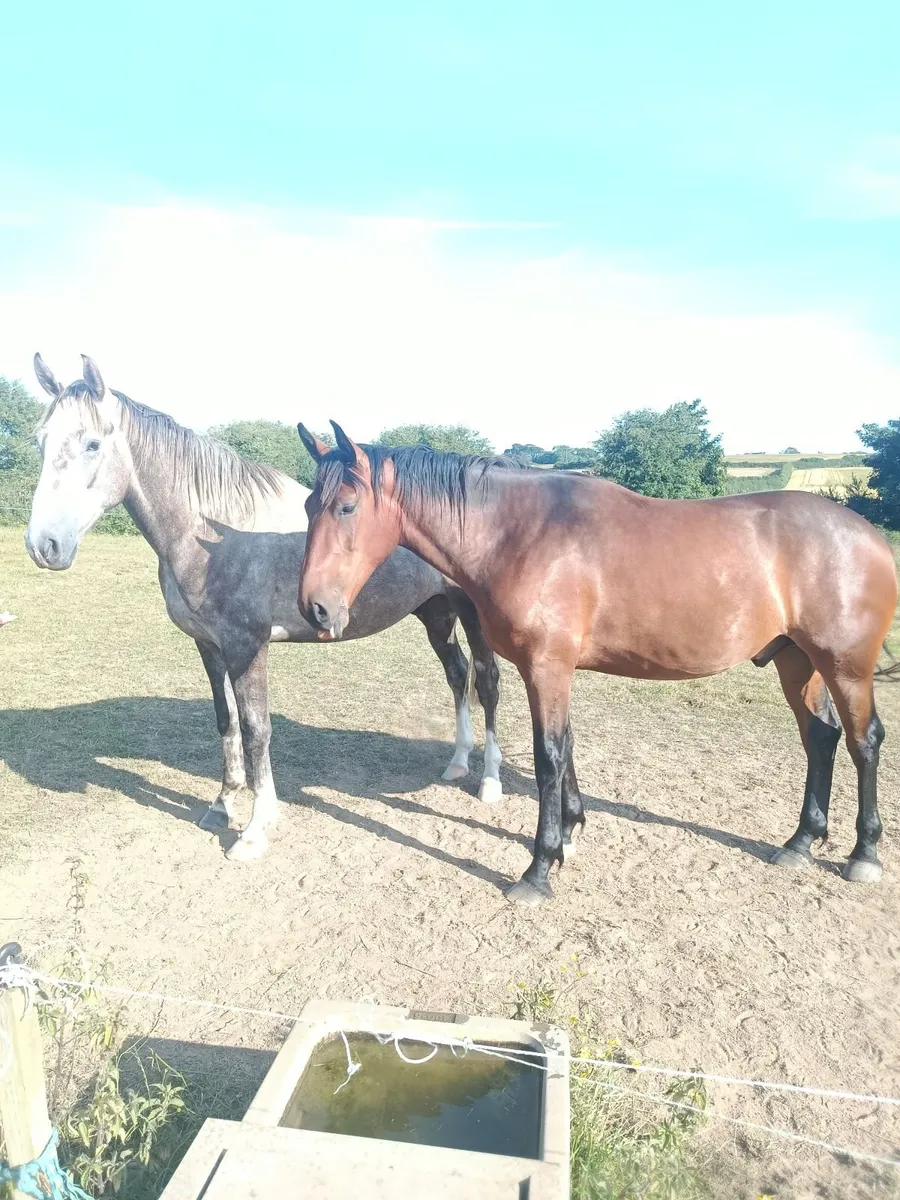 Horse - Image 4
