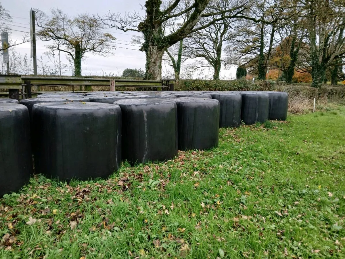 Baled silage - Image 4