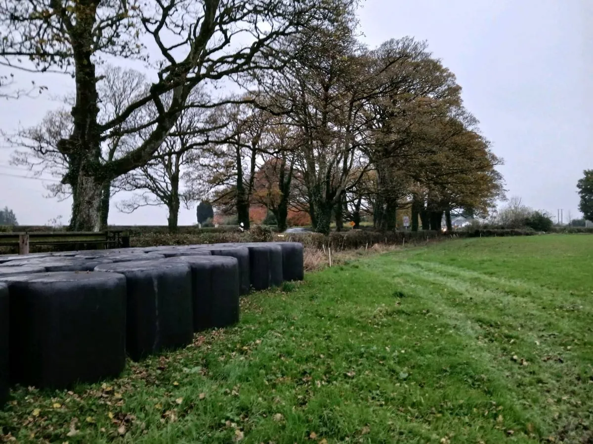 Baled silage - Image 3