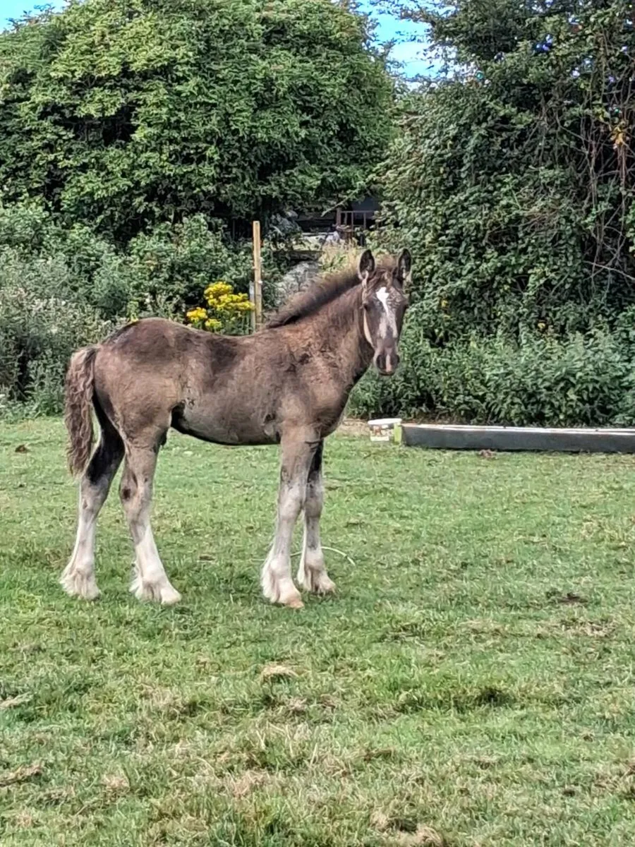 Smashing foals for sale - Image 1