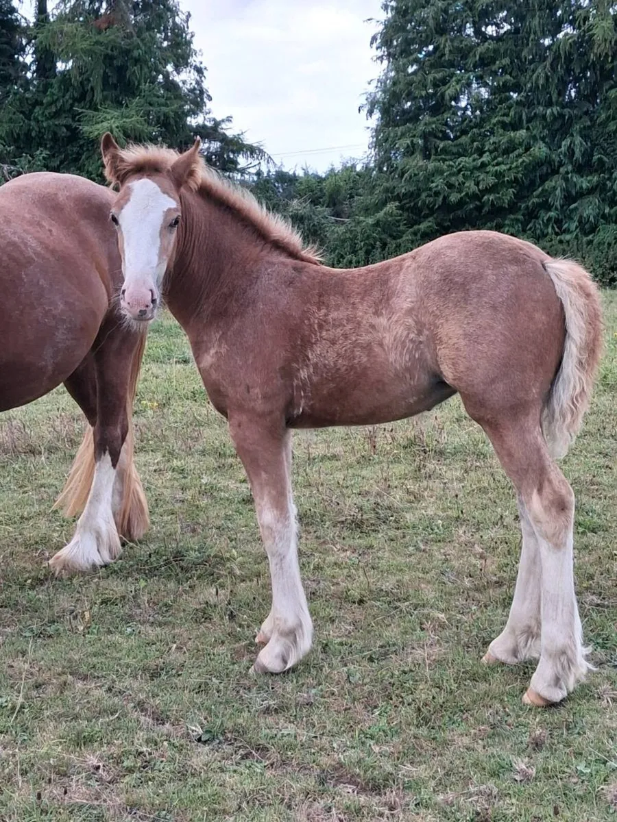 Smashing foals for sale - Image 2