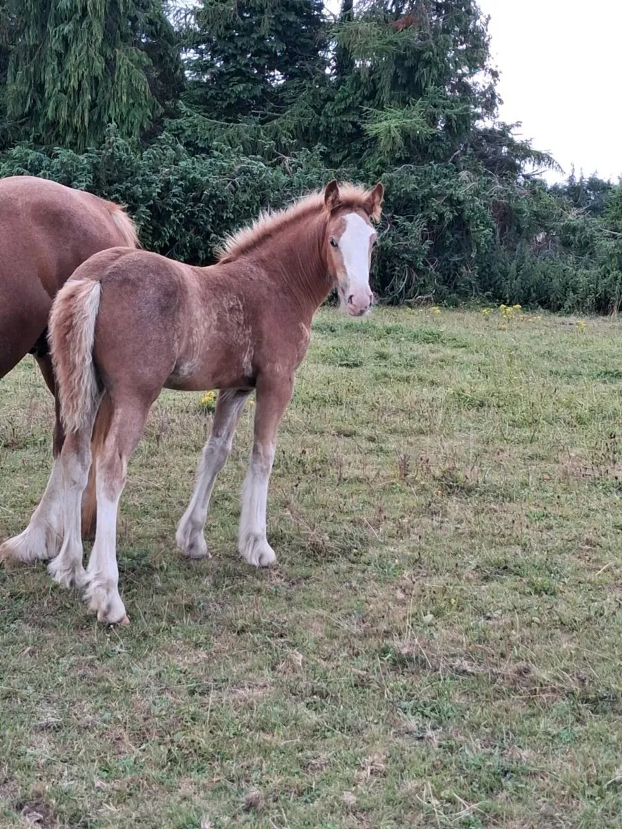 Smashing foals for sale - Image 3