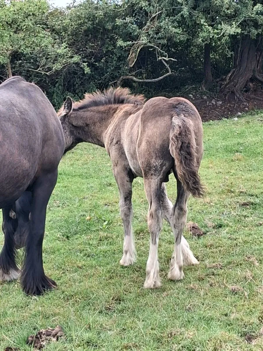 Smashing foals for sale - Image 4