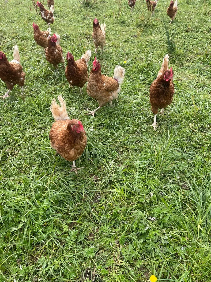 Laying hens - Image 1