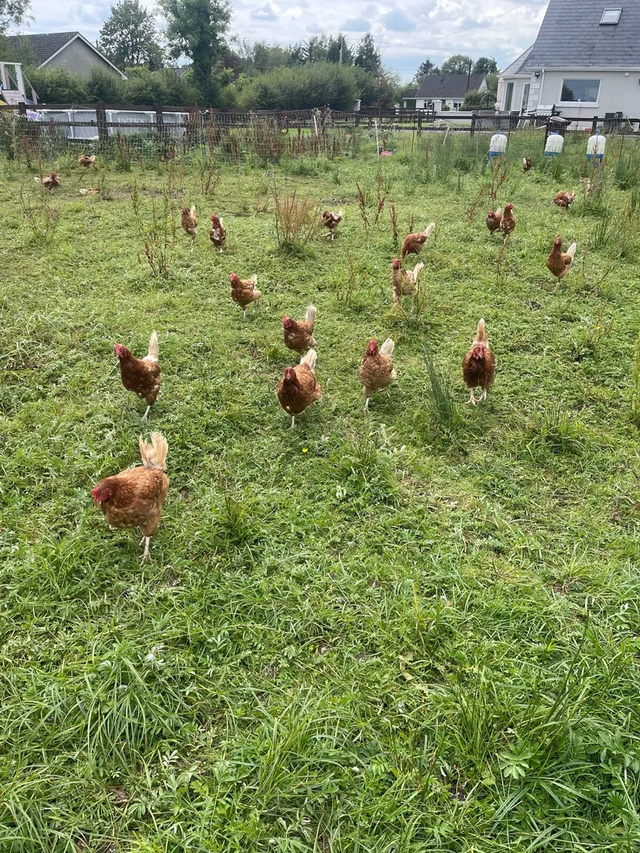 Laying hens - Image 2