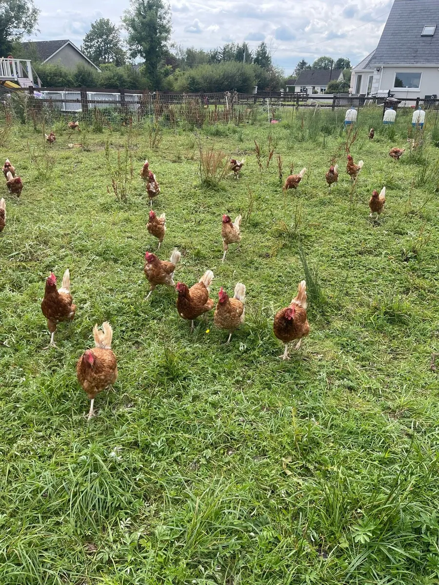 Laying hens - Image 3