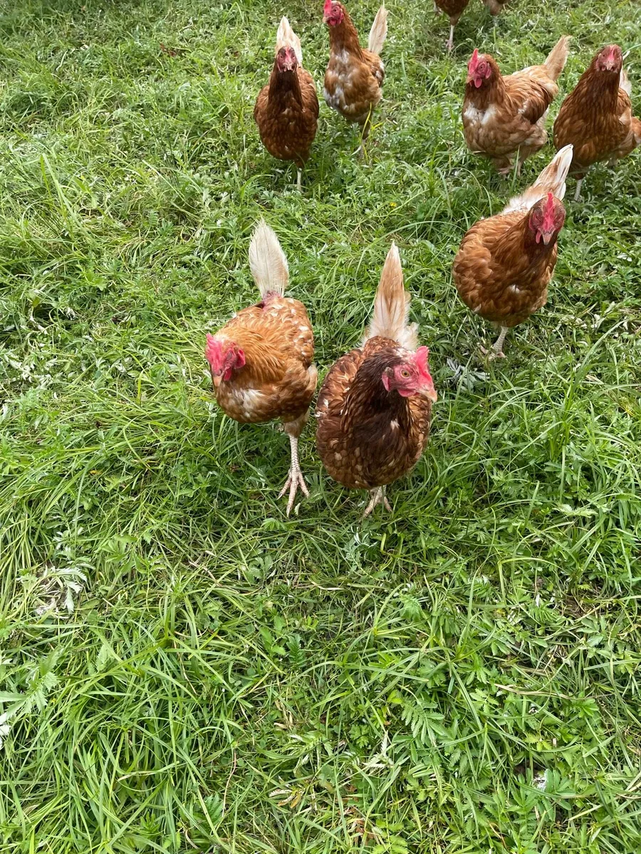Laying hens - Image 4