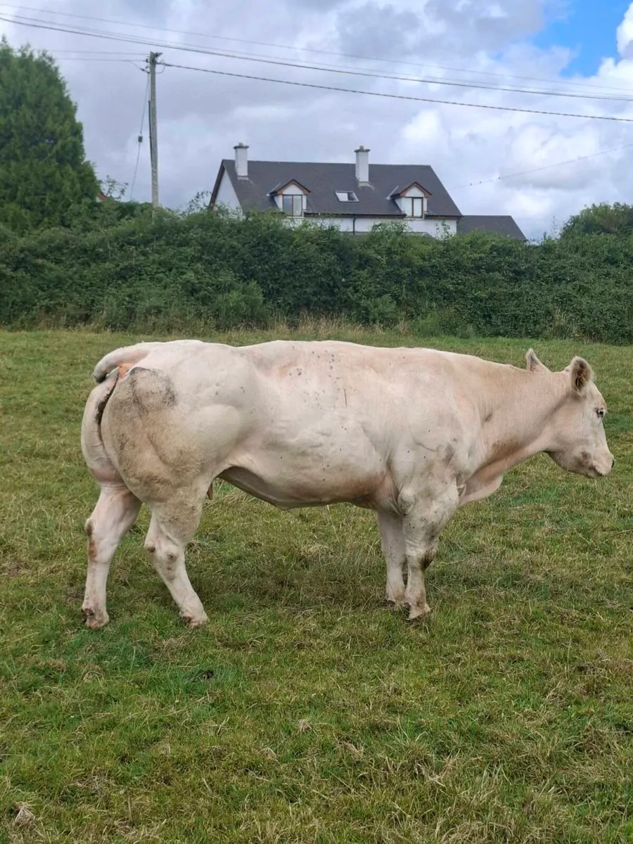 PBR Belgian Blue incalf cow - Image 3