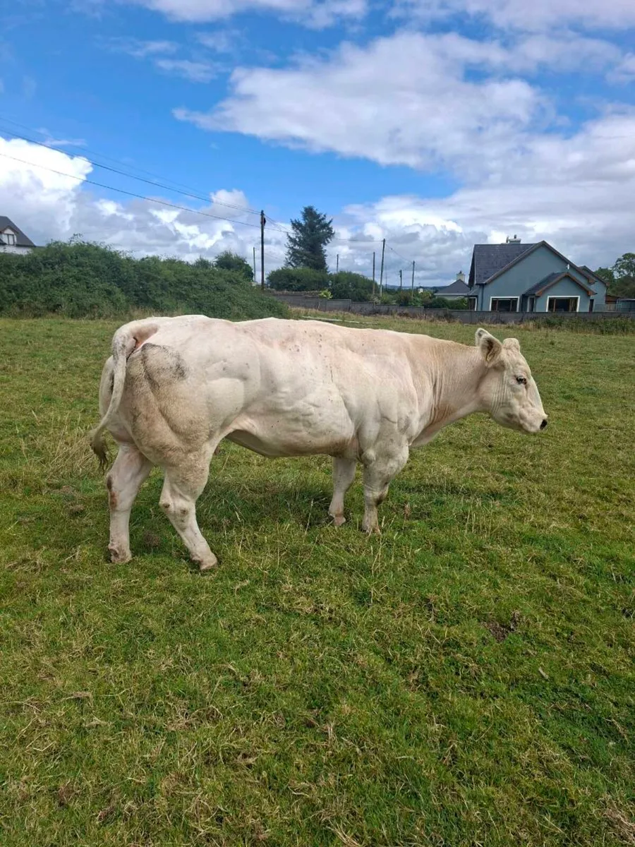 PBR Belgian Blue incalf cow - Image 2