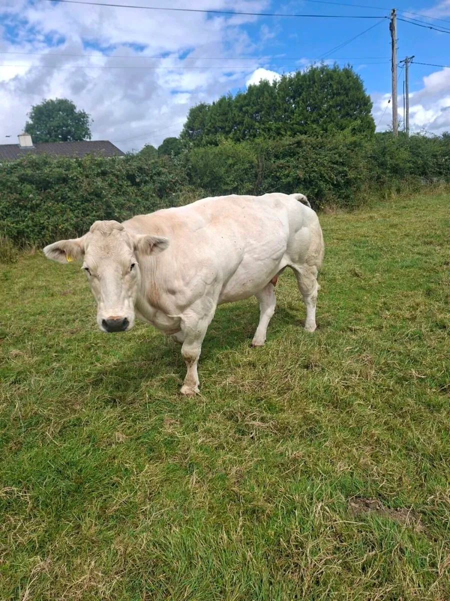 PBR Belgian Blue incalf cow - Image 4