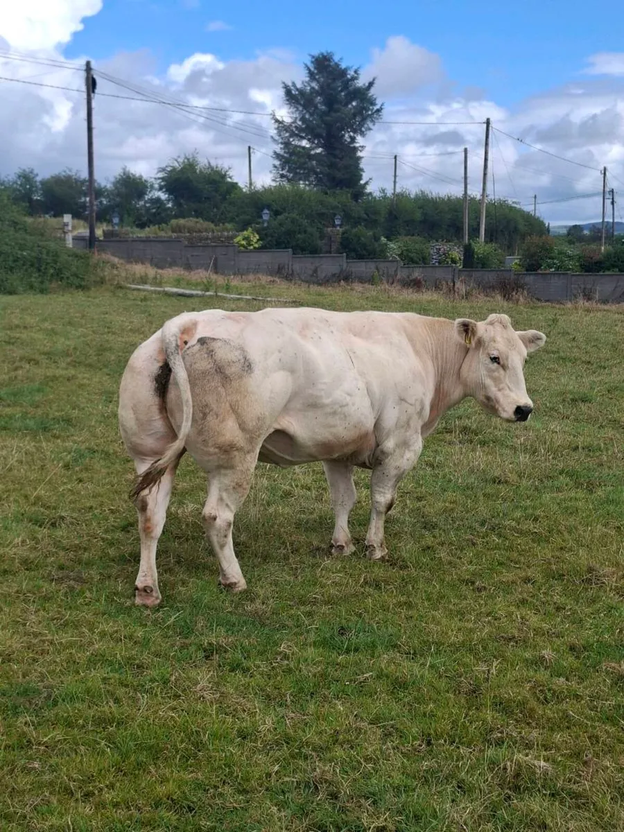 PBR Belgian Blue incalf cow - Image 1