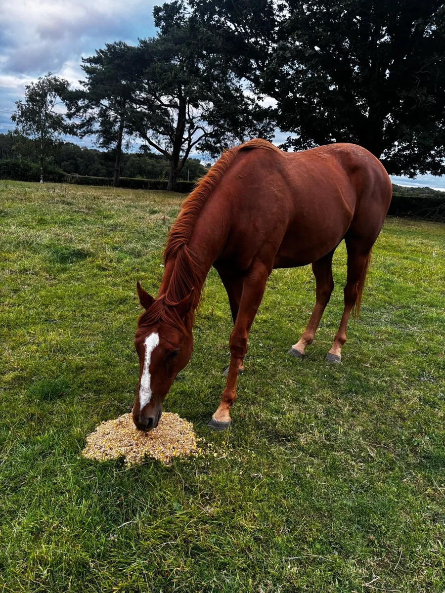 Throughobred mare - Image 2