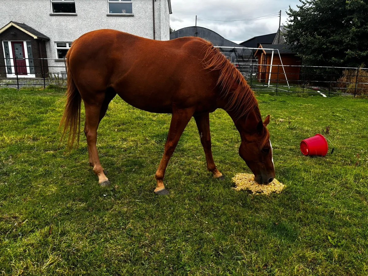 Throughobred mare - Image 3