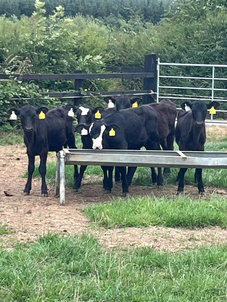 5 reared Angus heifers - Image 1