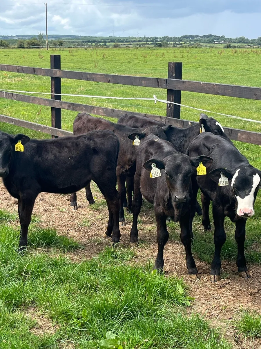 5 reared Angus heifers - Image 2