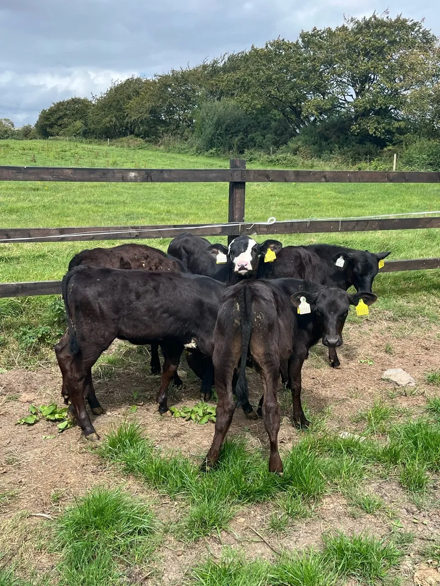5 reared Angus heifers - Image 3