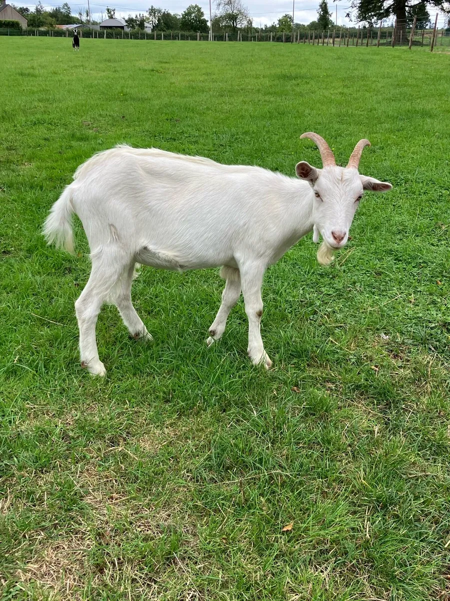 Goats - Image 2
