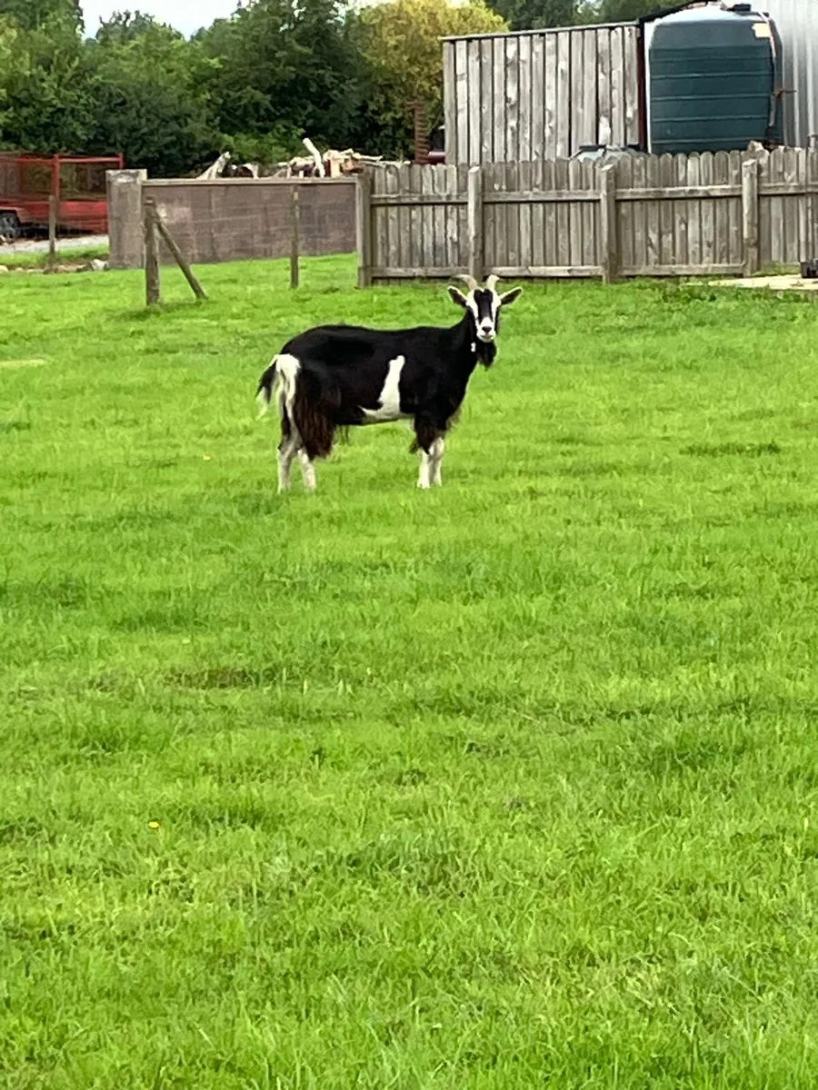Goats - Image 1