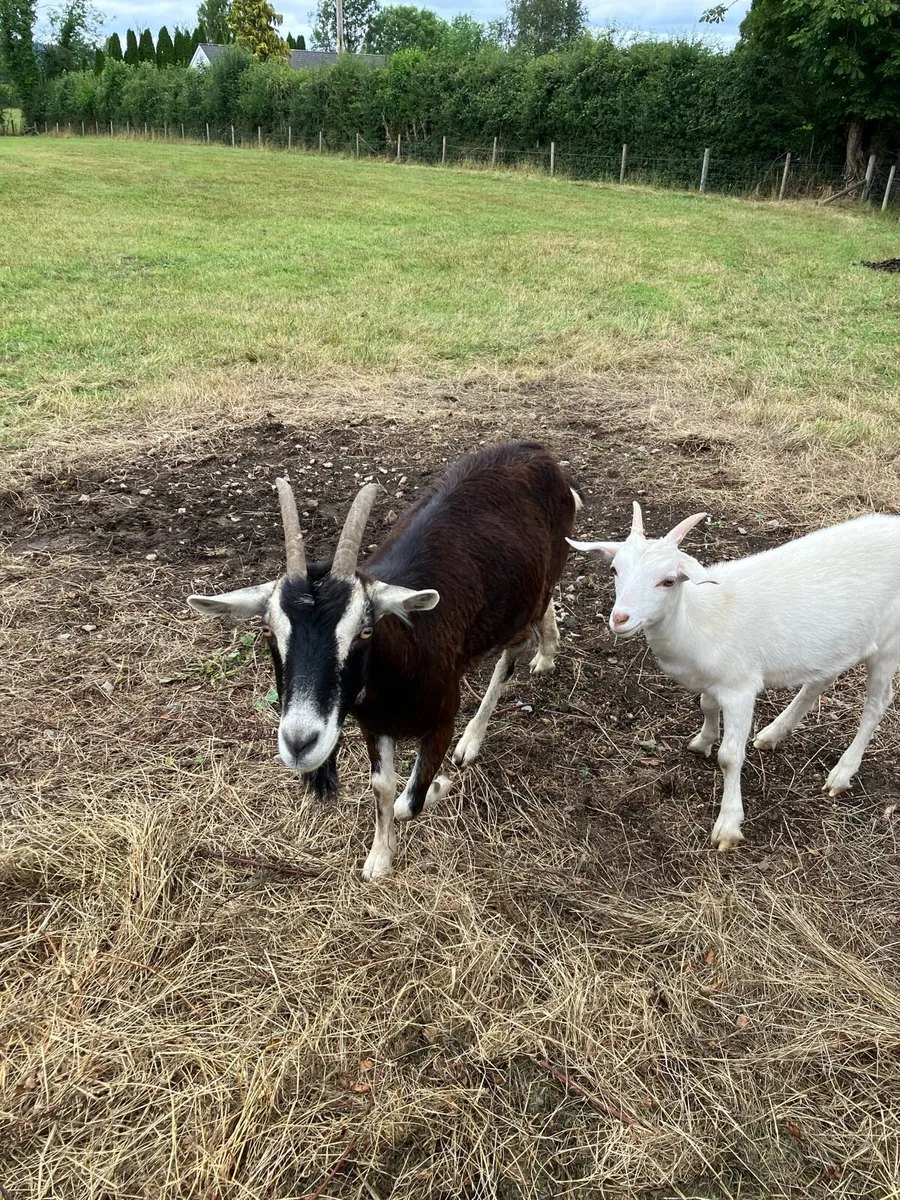 Goats - Image 3