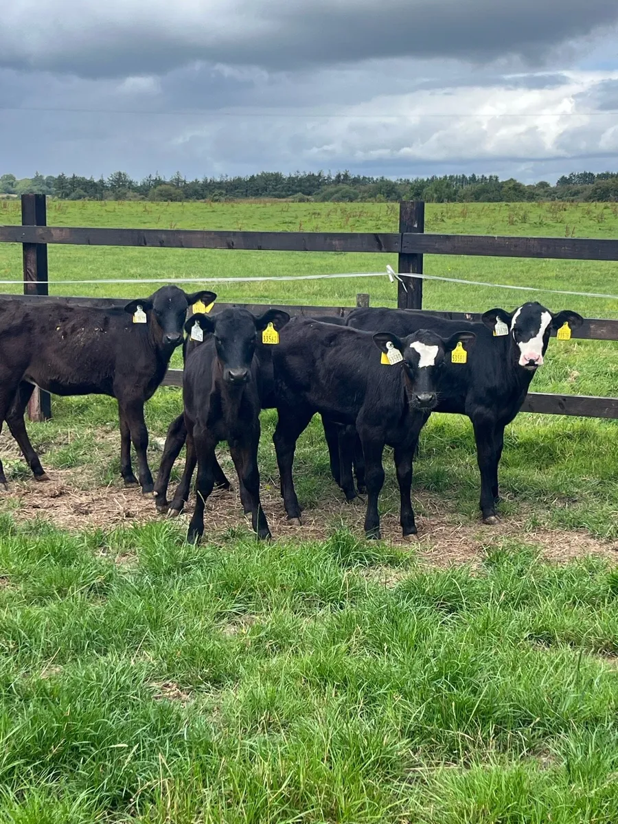 5 reared Angus heifers - Image 4