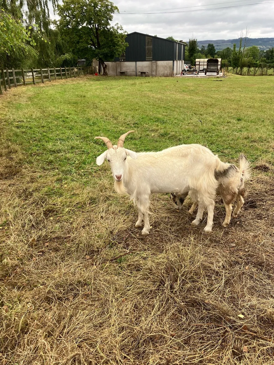 Goats - Image 4