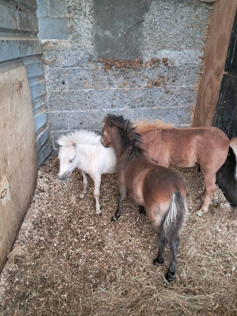 3 lovey little farabellas - Image 2