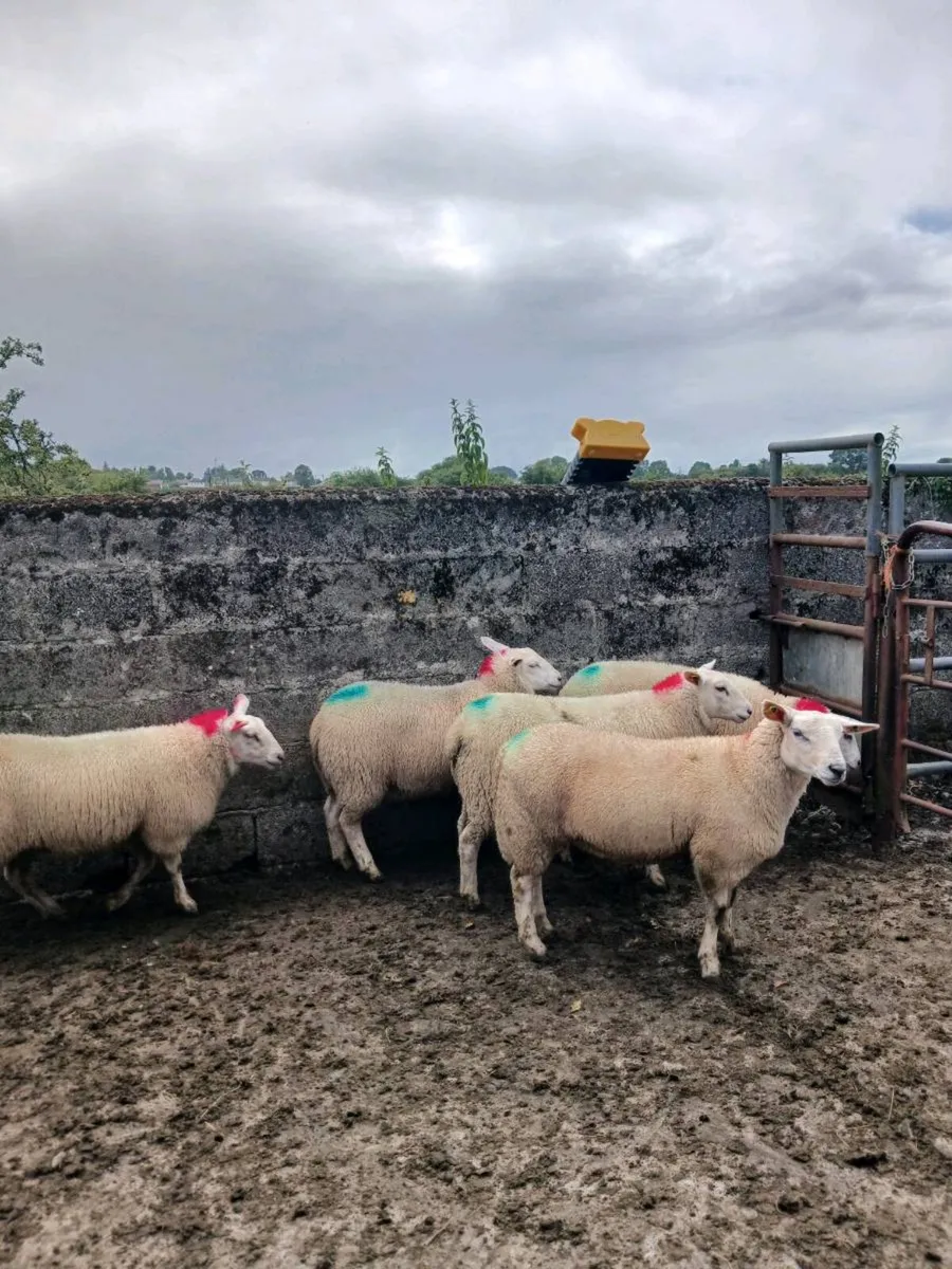 Ewe lambs - Image 1