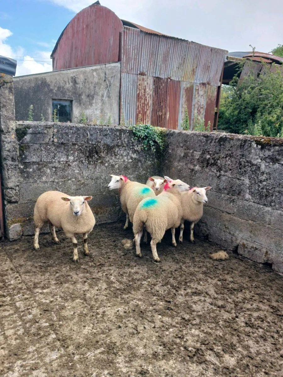 Ewe lambs - Image 2