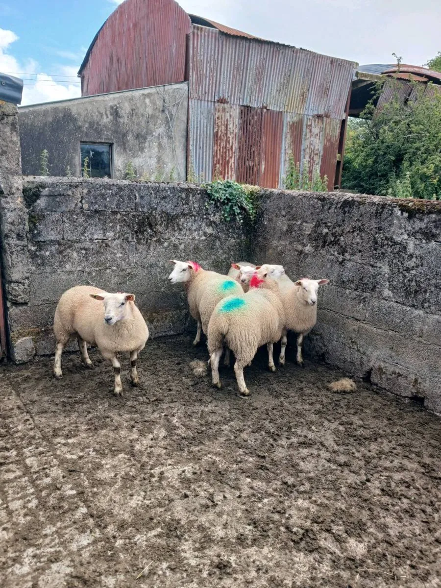 Ewe lambs - Image 3