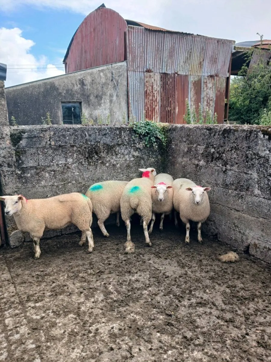 Ewe lambs - Image 4