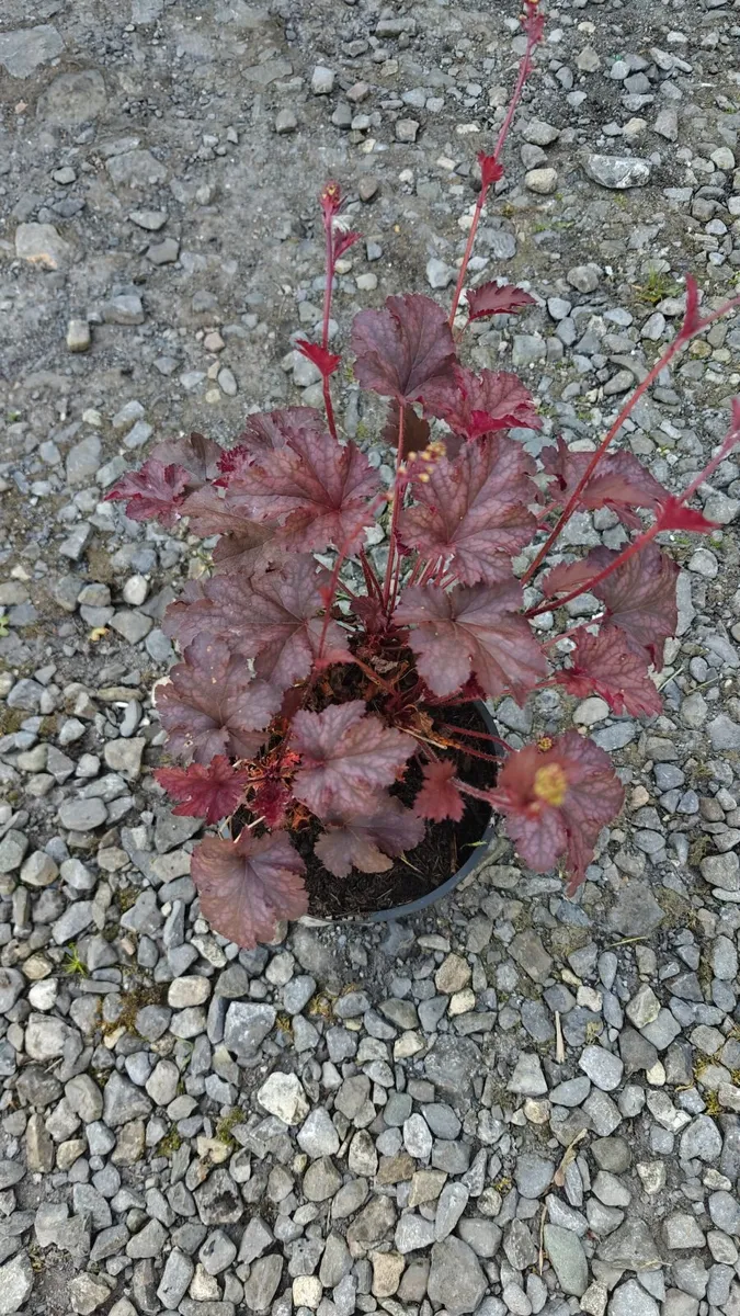 Green House Clearance Heuchera Plum Pudding - Image 1