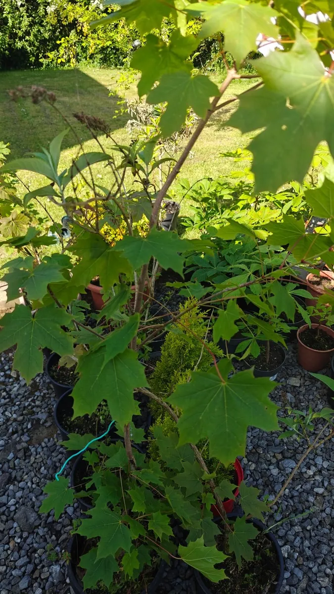 Green House Clearance Cherry laraul Horse-chestnut - Image 2