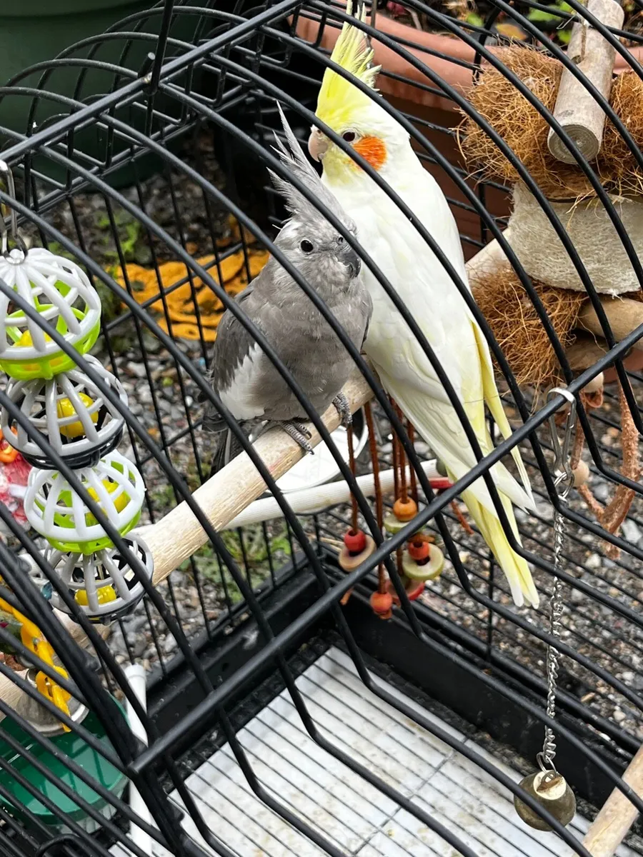 Cocktail parrots - Image 1