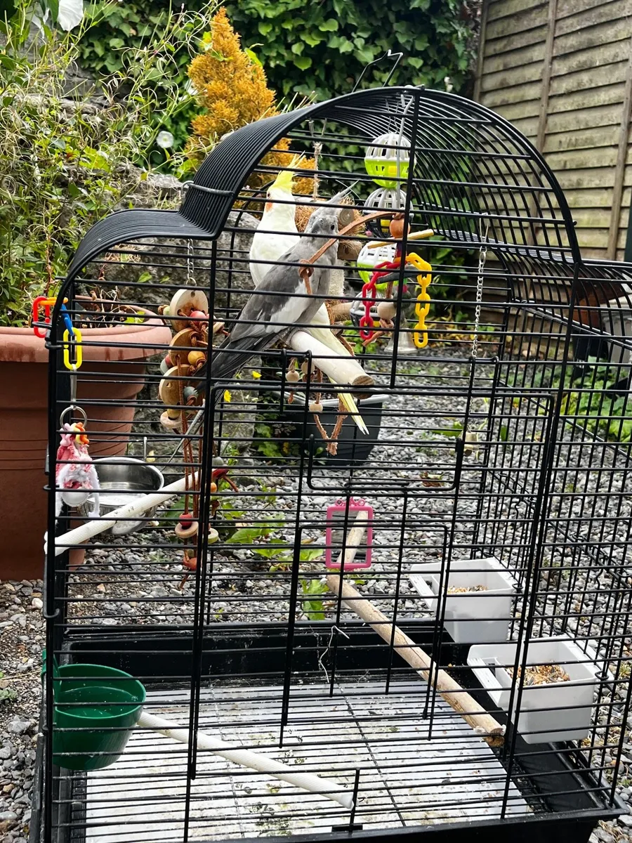 Cocktail parrots - Image 3