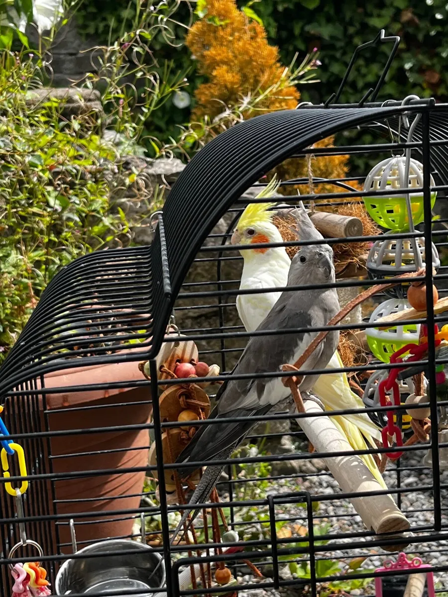 Cocktail parrots - Image 2