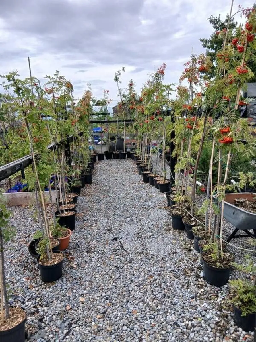 Rowan or Mountain Ash (Potted Trees). - Image 1
