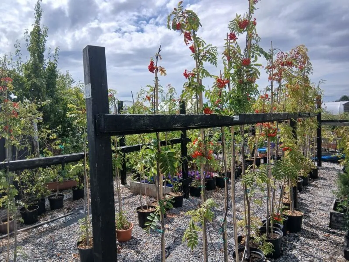 Rowan or Mountain Ash (Potted Trees). - Image 2