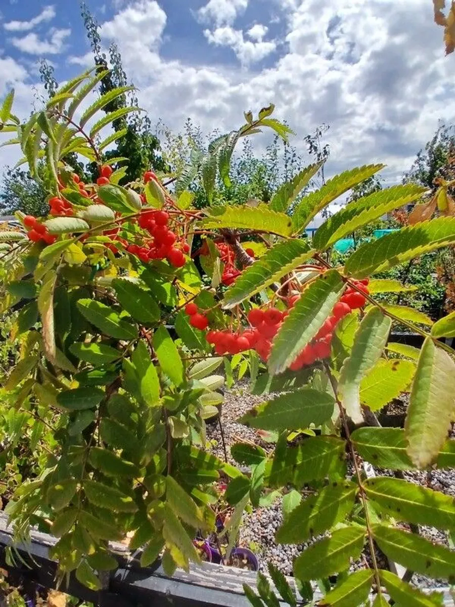 Rowan or Mountain Ash (Potted Trees). - Image 3